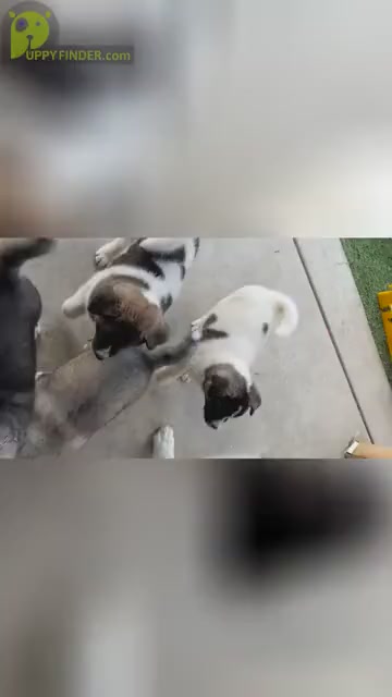 Video preview image #3 Akita-Alusky Mix Puppy For Sale in SAN JACINTO, CA, USA