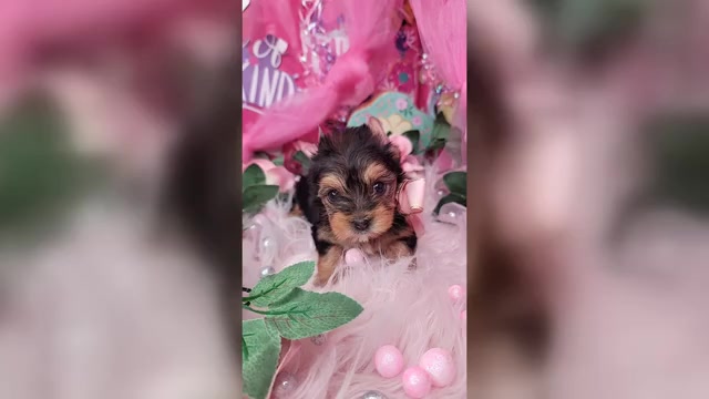 Video preview image #2 Yorkshire Terrier Puppy For Sale in HARKER HEIGHTS, TX, USA