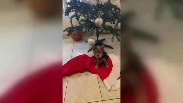 Video preview image #1 Yorkshire Terrier Puppy For Sale in SAN DIEGO, CA, USA