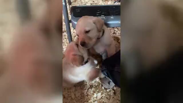 Video preview image #2 Labrador Retriever Puppy For Sale in HIGH POINT, NC, USA