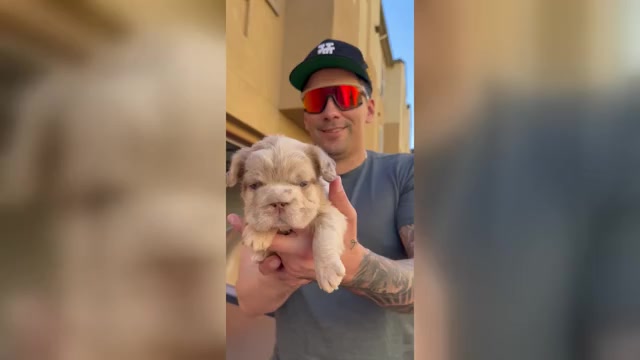 Video preview image #1 French Bulldog Puppy For Sale in SAN DIEGO, CA, USA