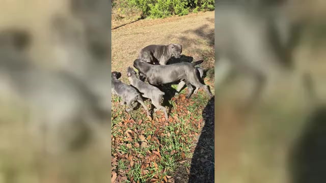 Video preview image #12 Cane Corso Puppy For Sale in COLUMBIA, SC, USA