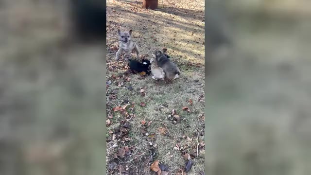 Video preview image #1 French Bulldog Puppy For Sale in HOPE MILLS, NC, USA