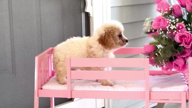 Video preview image #2 Cavapoo Puppy For Sale in WAKARUSA, IN, USA