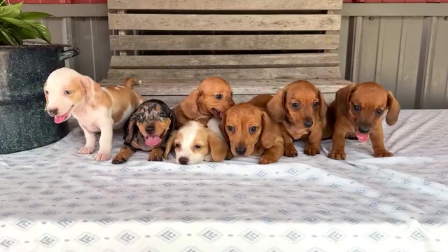 Video preview image #1 Dachshund Puppy For Sale in WAKARUSA, IN, USA