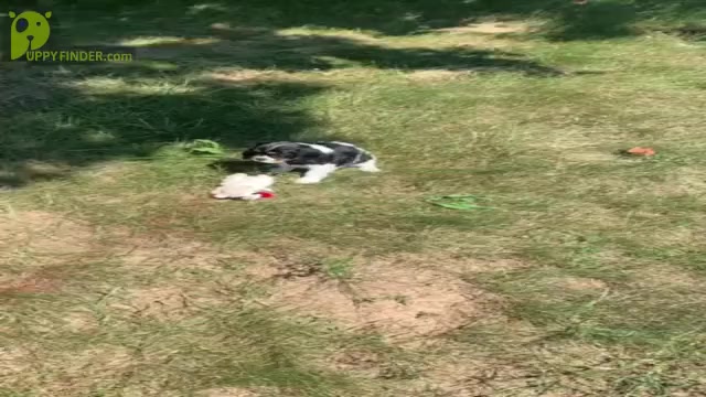 Video preview image #16 Cavalier King Charles Spaniel Puppy For Sale in WARSAW, IN, USA