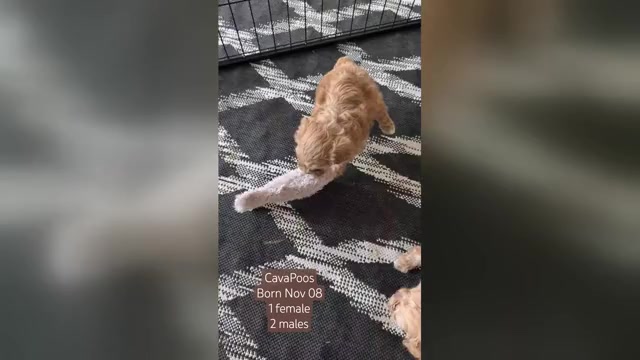 Video preview image #3 Cavapoo (Miniature) Puppy For Sale in GOSHEN, IN, USA