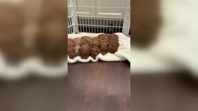 Video preview image #2 Labradoodle Puppy For Sale in THOUSAND OAKS, CA, USA