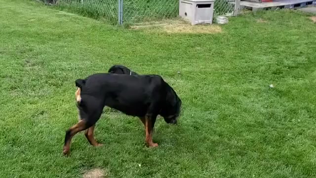 Video preview image #1 Rottweiler Puppy For Sale in GREEN SPRINGS, OH, USA