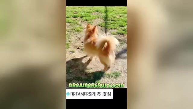 Video preview image #16  Breeder Profile in ADAMSVILLE, TN, USA