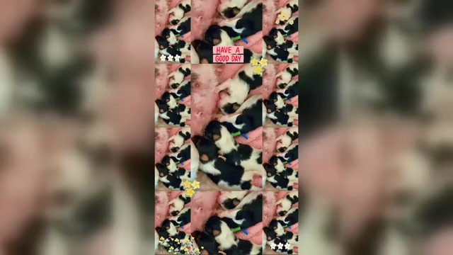 Video preview image #1 Yorkshire Terrier Puppy For Sale in PITTSBURGH, PA, USA