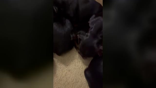 Video preview image #1 Yorkshire Terrier Puppy For Sale in KINGSPORT, TN, USA