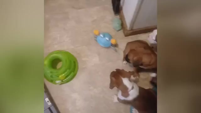 Video preview image #1 Boxer Puppy For Sale in TROUPSBURG, NY, USA