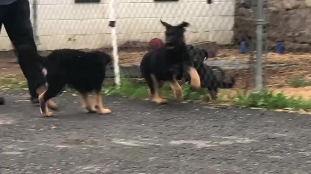 Video preview image #4 German Shepherd Dog Puppy For Sale in NEWVILLE, PA, USA