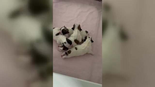 Video preview image #1 Mal-Shi Puppy For Sale in ROGERS, MN, USA