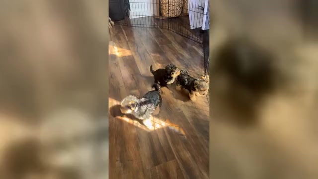 Video preview image #1 Morkie-Yorkie-ton Mix Puppy For Sale in PLAINFIELD, IL, USA