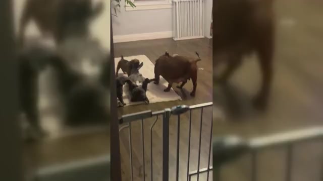 Video preview image #10 American Bully-French Bulldog Mix Puppy For Sale in CHICAGO, IL, USA