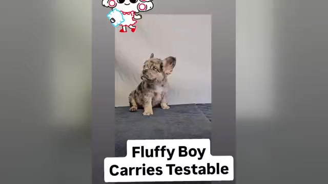Video preview image #1 French Bulldog Puppy For Sale in CINCINNATI, OH, USA