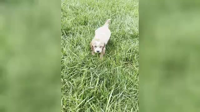 Video preview image #1 Maltipoo (Miniature) Puppy For Sale in WARSAW, IN, USA