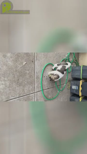 Video preview image #1 Akita-Alusky Mix Puppy For Sale in SAN JACINTO, CA, USA