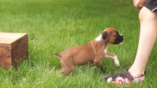 Video preview image #1 Boxer Puppy For Sale in SHIPSHEWANA, IN, USA