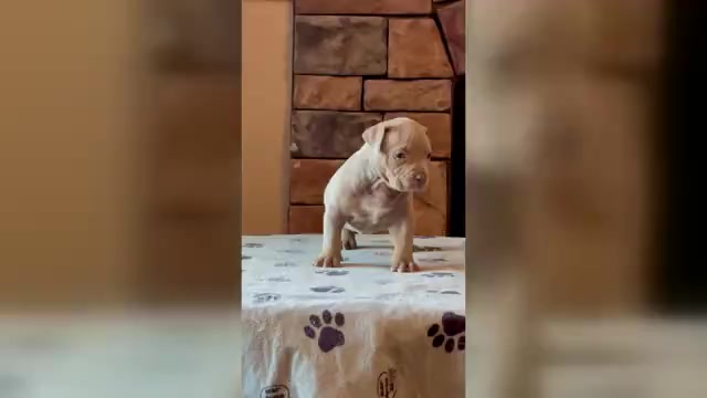 Video preview image #2 American Bully Puppy For Sale in ORANGEBURG, SC, USA