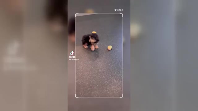 Video preview image #27 Poodle (Toy) Puppy For Sale in WARSAW, IN, USA