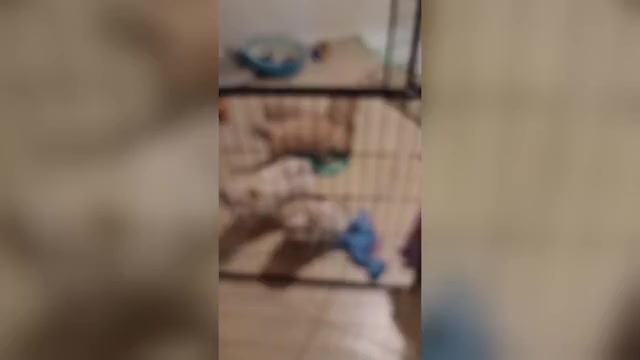 Video preview image #1 Lhasa Apso Puppy For Sale in PHOENIX, AZ, USA