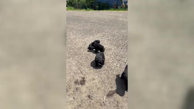 Video preview image #5 Newfoundland Puppy For Sale in TENMILE, OR, USA