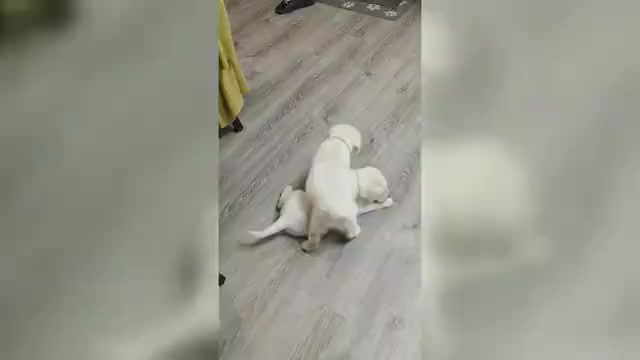 Video preview image #3 Labrador Retriever Puppy For Sale in VICTORVILLE, CA, USA