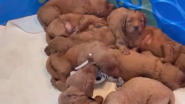Video preview image #5 Goldendoodle Puppy For Sale in WOODSTOCK, CT, USA