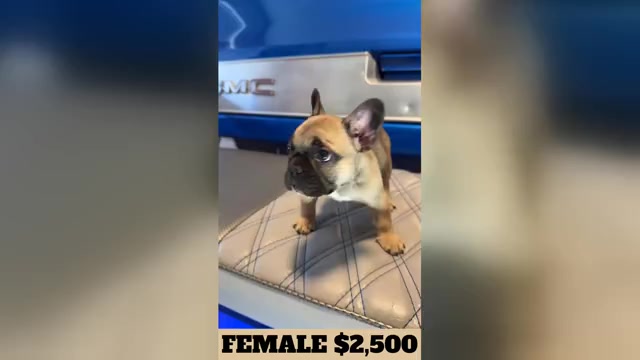 Video preview image #1 French Bulldog Puppy For Sale in SUNNYSIDE, WA, USA