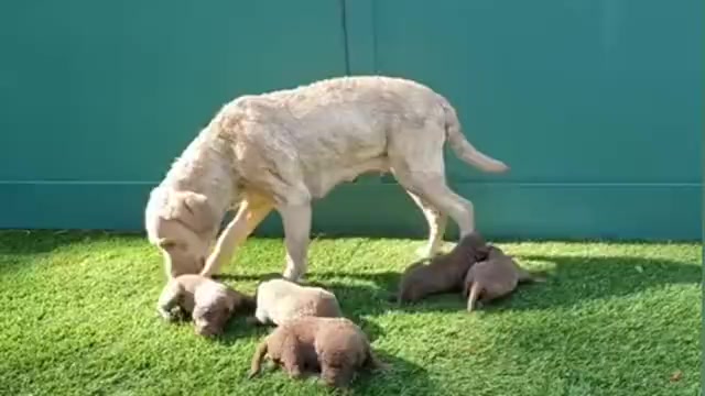 Video preview image #3  Breeder Profile in WAKE FOREST, NC, USA