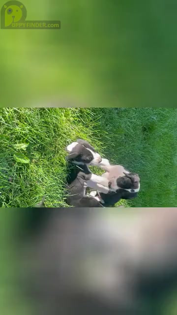 Video preview image #1 Great Dane Puppy For Sale in TREMPEALEAU, WI, USA