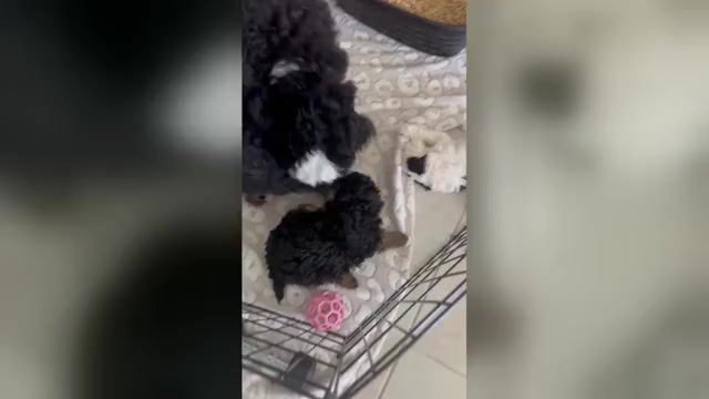 Video preview image #2 Miniature Bernedoodle Puppy For Sale in AUBURNDALE, FL, USA