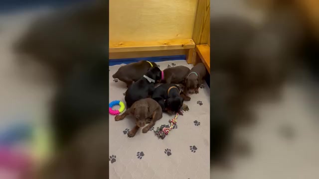 Video preview image #2 Doberman Pinscher Puppy For Sale in MACOMB TOWNSHIP, MI, USA