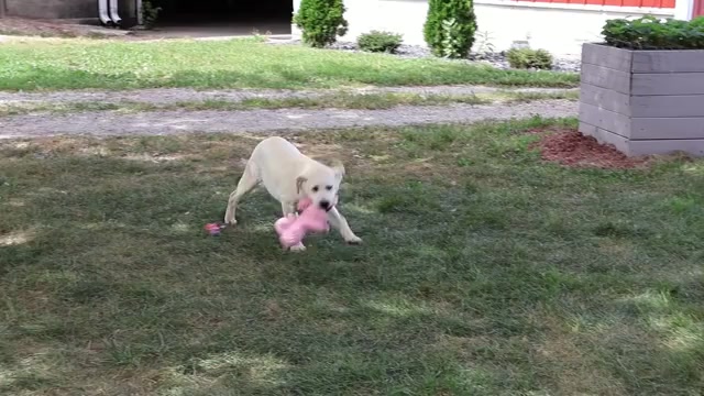 Video preview image #2 Labrador Retriever Puppy For Sale in SYRACUSE, IN, USA