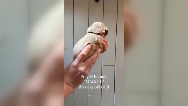 Video preview image #1 Cock-A-Poo Puppy For Sale in TRINITY, NC, USA