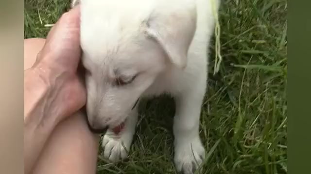 Video preview image #1 German Shepherd Dog Puppy For Sale in PIEDMONT, MO, USA