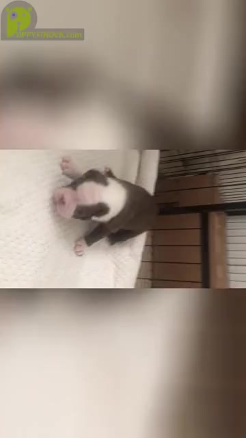 Video preview image #2 Boston Terrier Puppy For Sale in DICKINSON, TX, USA