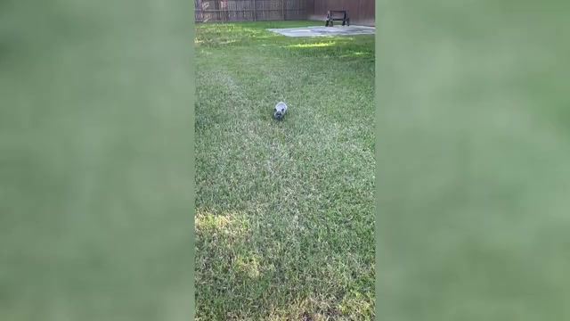 Video preview image #12 French Bulldog Puppy For Sale in ORANGE, TX, USA
