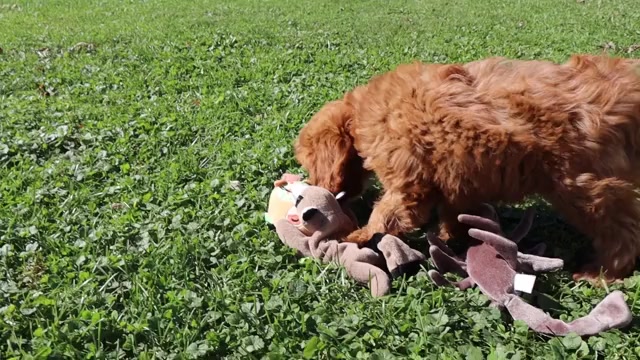 Video preview image #3 Cavapoo Puppy For Sale in THORP, WI, USA
