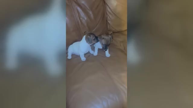 Video preview image #1 Jack Russell Terrier Puppy For Sale in BELLVILLE, TX, USA