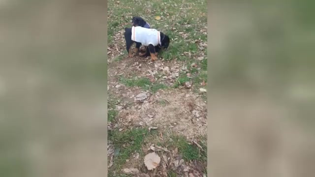 Video preview image #1 Rottweiler Puppy For Sale in WINDSOR, ME, USA