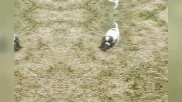 Video preview image #1 Goldendoodle (Miniature) Puppy For Sale in WARSAW, IN, USA