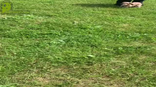 Video preview image #10 Cocker Spaniel-Poodle (Miniature) Mix Puppy For Sale in WARSAW, IN, USA
