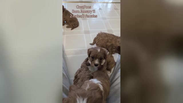 Video preview image #1 Cavapoo (Miniature) Puppy For Sale in GOSHEN, IN, USA