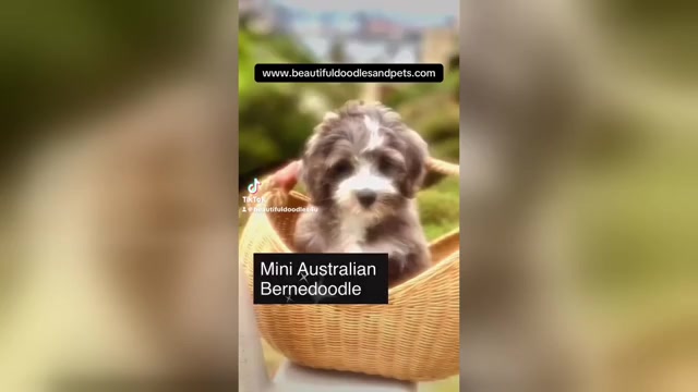 Video preview image #7  Breeder Profile in BAKERSFIELD, CA, USA