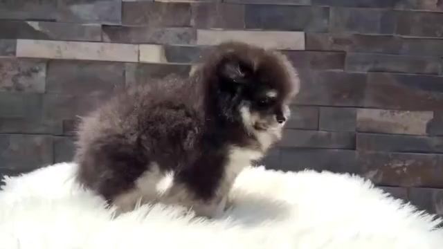 Video preview image #2 Pomeranian Puppy For Sale in BEAVERTON, OR, USA