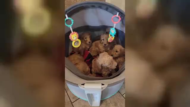 Video preview image #1 Goldendoodle mix (+ Poodle Standard) Puppy For Sale in JACKSBORO, TX, USA